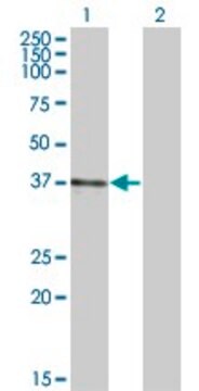 Monoclonal Anti-B3GAT3, (C-terminal) antibody produced in mouse clone 4C12, ascites fluid