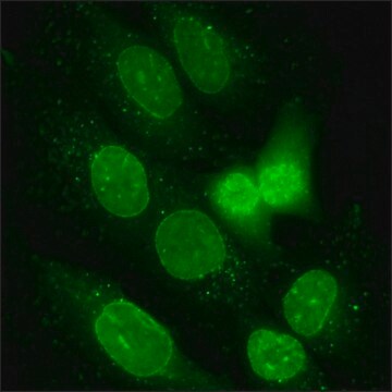 U2OS细胞GFP-NUP98