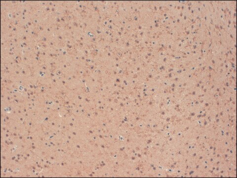 Monoclonal Anti-KCNB2 antibody produced in mouse clone S37-89, 1&#160;mg/mL, purified immunoglobulin