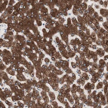 Anti-H6PD antibody produced in rabbit Ab1, Prestige Antibodies&#174; Powered by Atlas Antibodies, affinity isolated antibody, buffered aqueous glycerol solution