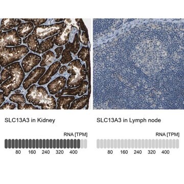 Anti-SLC13A3 antibody produced in rabbit Prestige Antibodies&#174; Powered by Atlas Antibodies, affinity isolated antibody, buffered aqueous glycerol solution