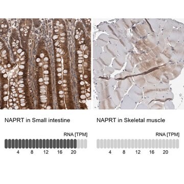 Anti-NAPRT antibody produced in rabbit Prestige Antibodies&#174; Powered by Atlas Antibodies, affinity isolated antibody, buffered aqueous glycerol solution, Ab1