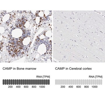 抗CAMP ウサギ宿主抗体 Prestige Antibodies&#174; Powered by Atlas Antibodies, affinity isolated antibody, buffered aqueous glycerol solution