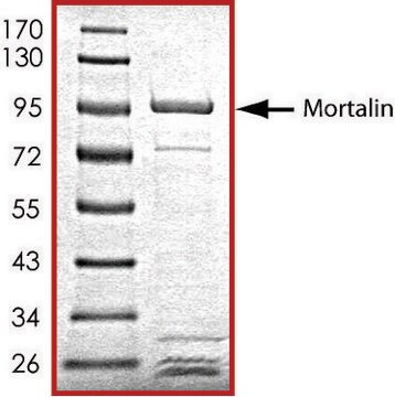 Mortalin (47-end), GST tagged human recombinant, expressed in baculovirus infected Sf9 cells, &#8805;70% (SDS-PAGE), buffered aqueous glycerol solution