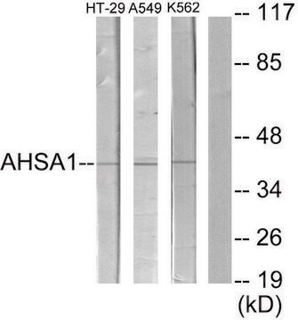 Anti-AHSA1 antibody produced in rabbit affinity isolated antibody