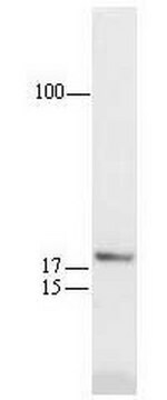 Anti-p21WAF1 (Ab-1) Mouse mAb (EA10) liquid, clone EA10, Calbiochem&#174;