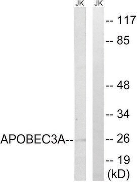 Anti-APOBEC3A antibody produced in rabbit affinity isolated antibody