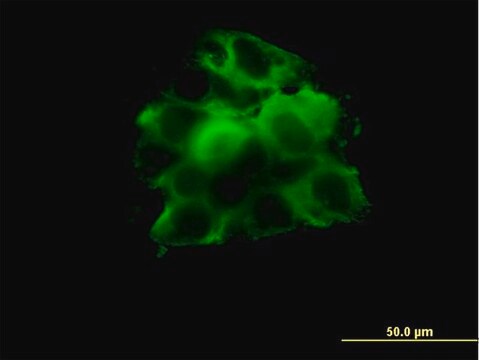 Monoclonal Anti-CCT2 antibody produced in mouse clone 2G6, purified immunoglobulin, buffered aqueous solution