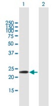 Anti-GSTA5 antibody produced in mouse purified immunoglobulin, buffered aqueous solution