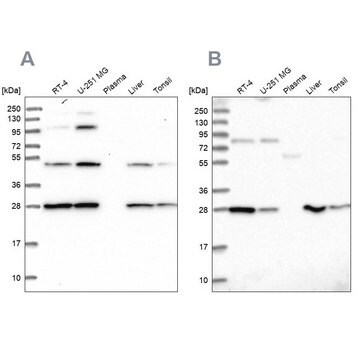 Anti-PGLS antibody produced in rabbit Prestige Antibodies&#174; Powered by Atlas Antibodies, affinity isolated antibody, buffered aqueous glycerol solution