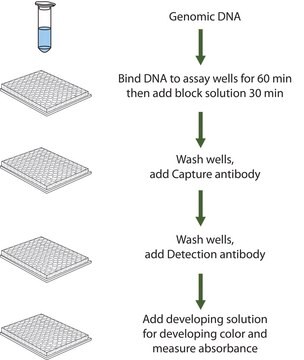 Imprint&#174; methyliertes DNA-Quantifizierungskit To measure global DNA methylation shifts from as low as 10 ng DNA