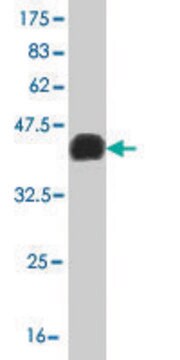 Monoclonal Anti-LHX4 antibody produced in mouse clone 4A11, purified immunoglobulin, buffered aqueous solution