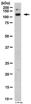 整合素&#945;10（ITGA10）抗体 from rabbit, purified by affinity chromatography