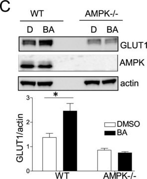 Anticorpo antitransportador de glicose GLUT-1, CT Chemicon&#174;, from rabbit