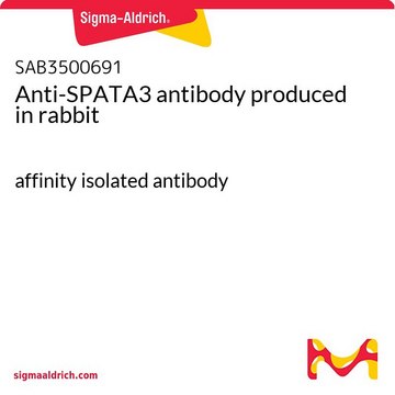 Anti-SPATA3 antibody produced in rabbit affinity isolated antibody