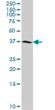 抗NSDHL抗体 ウサギ宿主抗体 purified immunoglobulin, buffered aqueous solution