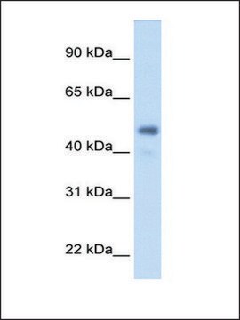 Anti-FGG antibody produced in rabbit IgG fraction of antiserum