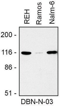 Monoklonalneprzeciwciało anty-Drebrinwytwarzane u myszy clone DBN-N-03