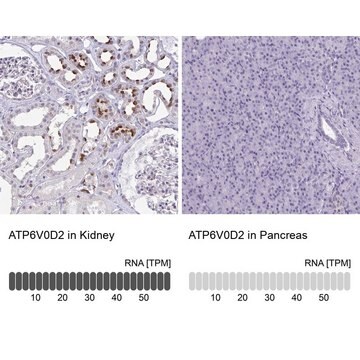 Anti-ATP6V0D2 antibody produced in rabbit Prestige Antibodies&#174; Powered by Atlas Antibodies, affinity isolated antibody, buffered aqueous glycerol solution