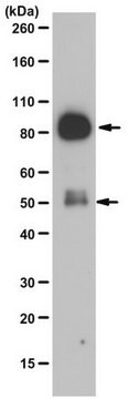 Anticorpo anti-subunità p85 della PI 3-chinasi, dominio N-SH2 from rabbit, purified by affinity chromatography