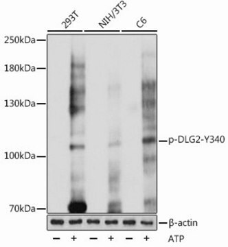 Anti-Phospho-DLG2-Y340 antibody produced in rabbit