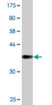 Monoclonal Anti-U2AF1 antibody produced in mouse clone 1C8, purified immunoglobulin, buffered aqueous solution