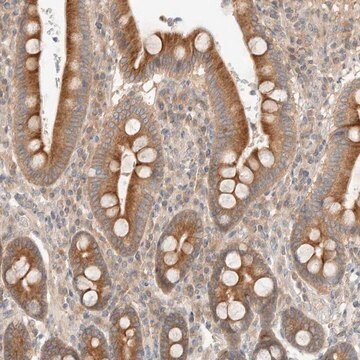 Anti-MARK3 antibody produced in rabbit Prestige Antibodies&#174; Powered by Atlas Antibodies, affinity isolated antibody, buffered aqueous glycerol solution