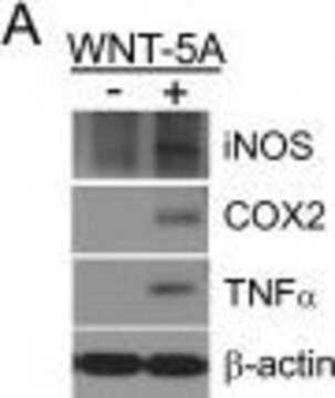 Anti-Nitric Oxide Synthase, Inducible antibody produced in rabbit IgG fraction of antiserum, buffered aqueous solution