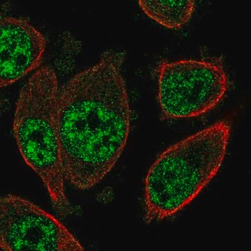 Anti-SOX12 antibody produced in rabbit Prestige Antibodies&#174; Powered by Atlas Antibodies, affinity isolated antibody