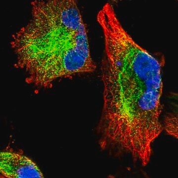 Anti-C11orf95 antibody produced in rabbit Prestige Antibodies&#174; Powered by Atlas Antibodies, affinity isolated antibody