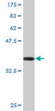 Monoclonal Anti-ZFHX4 antibody produced in mouse clone 2B12, purified immunoglobulin, buffered aqueous solution