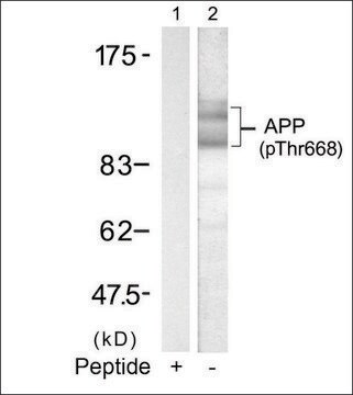 Anti-phospho-APP (p668) antibody produced in rabbit affinity isolated antibody