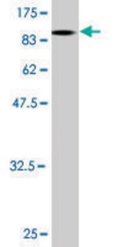 Monoclonal Anti-LCK antibody produced in mouse clone 3F7-F5, purified immunoglobulin, buffered aqueous solution