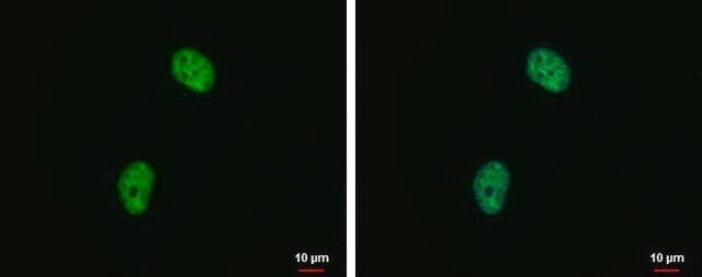 Monoclonal Anti-Histone H4K20me2 (dimethyl Lys20) antibody produced in mouse clone GT1851, affinity isolated antibody