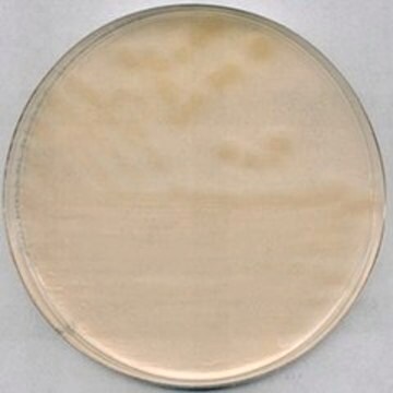 R-2A-Agar suitable for microbiology, NutriSelect&#174; Plus