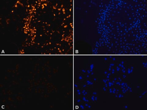 抗MNK2 (N末端) 抗体 ウサギ宿主抗体 ~1.0&#160;mg/mL, affinity isolated antibody, buffered aqueous solution