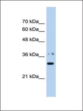 抗 NMNAT1 IgG fraction of antiserum