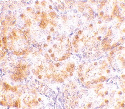 Anti-NENF antibody produced in rabbit affinity isolated antibody, buffered aqueous solution