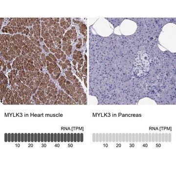 Anti-MYLK3 Prestige Antibodies&#174; Powered by Atlas Antibodies, affinity isolated antibody