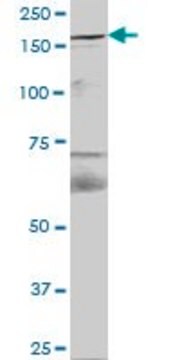 Anti-FYCO1 antibody produced in mouse IgG fraction of antiserum, buffered aqueous solution