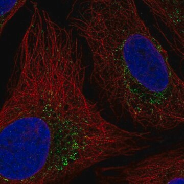 Anti-HTRA2 antibody produced in rabbit Prestige Antibodies&#174; Powered by Atlas Antibodies, affinity isolated antibody