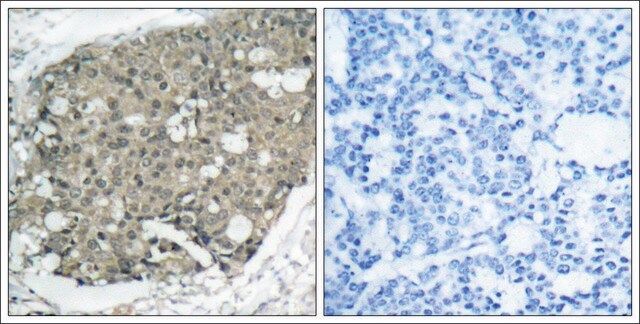 Anti-AKT1 (Ab-308) antibody produced in rabbit affinity isolated antibody