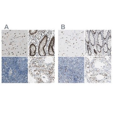 抗NFIA ウサギ宿主抗体 Prestige Antibodies&#174; Powered by Atlas Antibodies, affinity isolated antibody, buffered aqueous glycerol solution