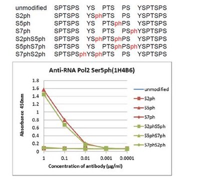 Anti-Phospho-RNA-Pol-II-(Ser5-)Antikörper, Klon&nbsp;1H4B6 clone 1H4B6, from rat