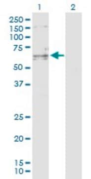 Anti-SENP3 antibody produced in rabbit purified immunoglobulin, buffered aqueous solution