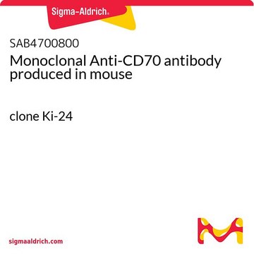 Monoclonal Anti-CD70 antibody produced in mouse clone Ki-24