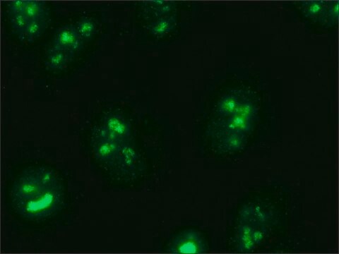 Monoclonal Anti-EXOSC5 antibody produced in mouse ~1.0&#160;mg/mL, clone EXOSC5(A)-2, purified immunoglobulin