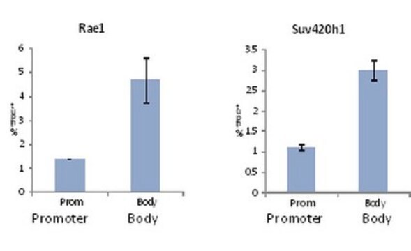 Anti-trimethyl Histone H3 (Lys36) Antibody, Trial Size from rabbit, purified by affinity chromatography