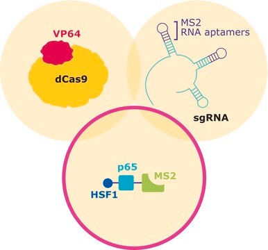 MS2-P65-HSF1-Hygromycin SAM CRISPRa Helper Construct 2 Plasmid DNA