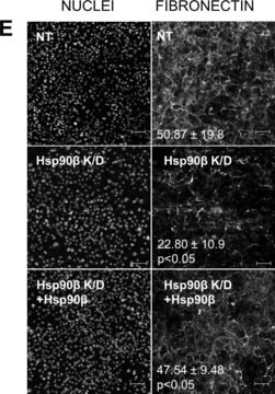 Monoclonal Anti-Fibronectin antibody produced in mouse clone IST-4, ascites fluid